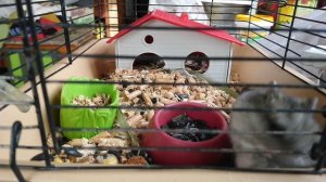 Джунгарский Хомячок.