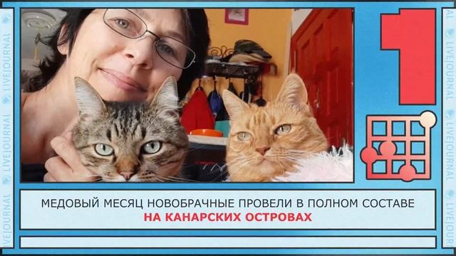 Самые странные брачные союзы 👰🤵 смотреть онлайн