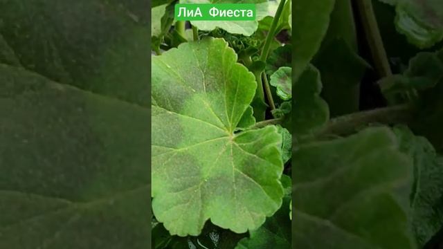 первое цветение ЛиА Фиеста #лазаревское #пеларгония#с? смотреть онлайн