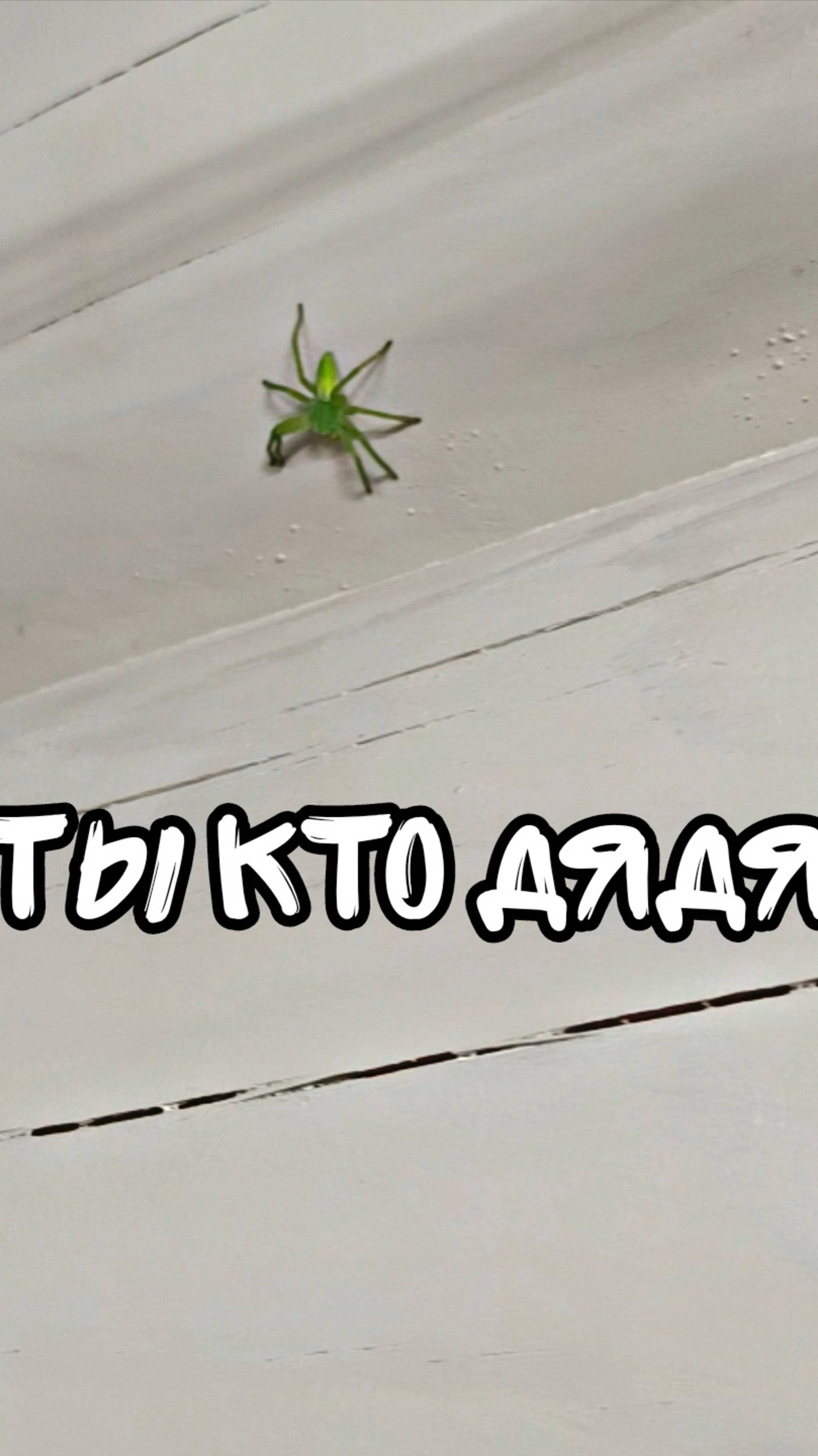 Зелёный паук?! смотреть онлайн