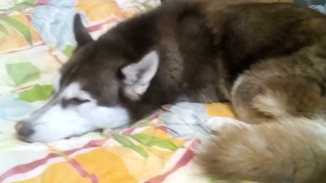 Хаски отругали...