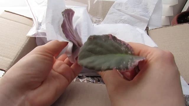 Фиалки/ Посылка С Листиками