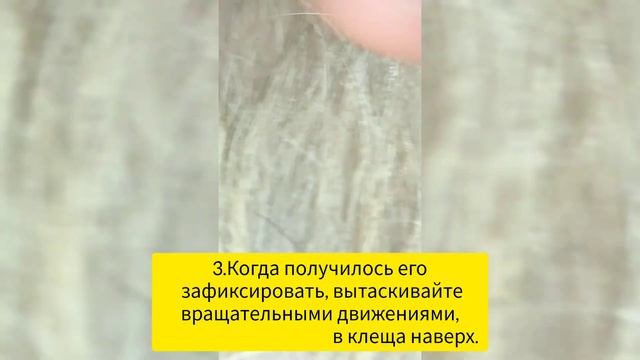 КАК ПРАВИЛЬНО ВЫТАЩИТЬ КЛЕЩА У СОБАКИ ЗА 30 СЕКУНД!😱🤯