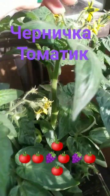 Томат Черничка🍇🍅🍇компактный, комнатный мини томат смотреть онлайн