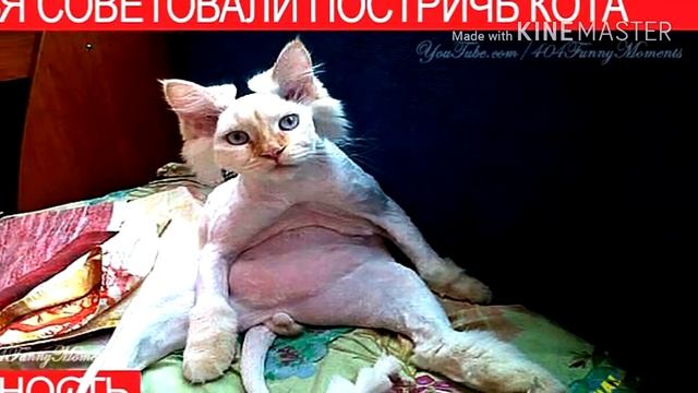 ОЖИДАНИЕ vs РЕАЛЬНОСТЬ!!! ПРИКОЛЫ С КОТАМИ!!! смотреть онлайн