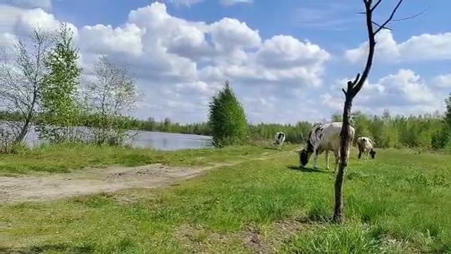 Наши кормилицы