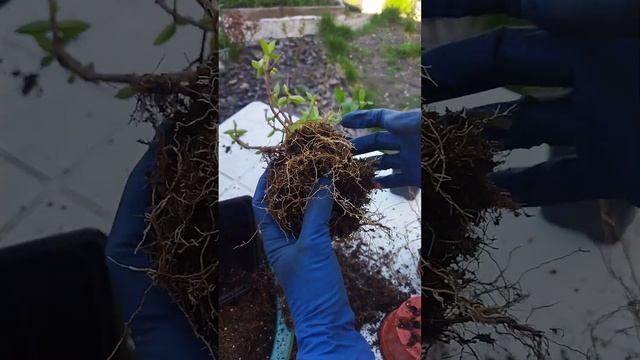 Сажаю покупной саженец гортензии метельчатой. Нюансы