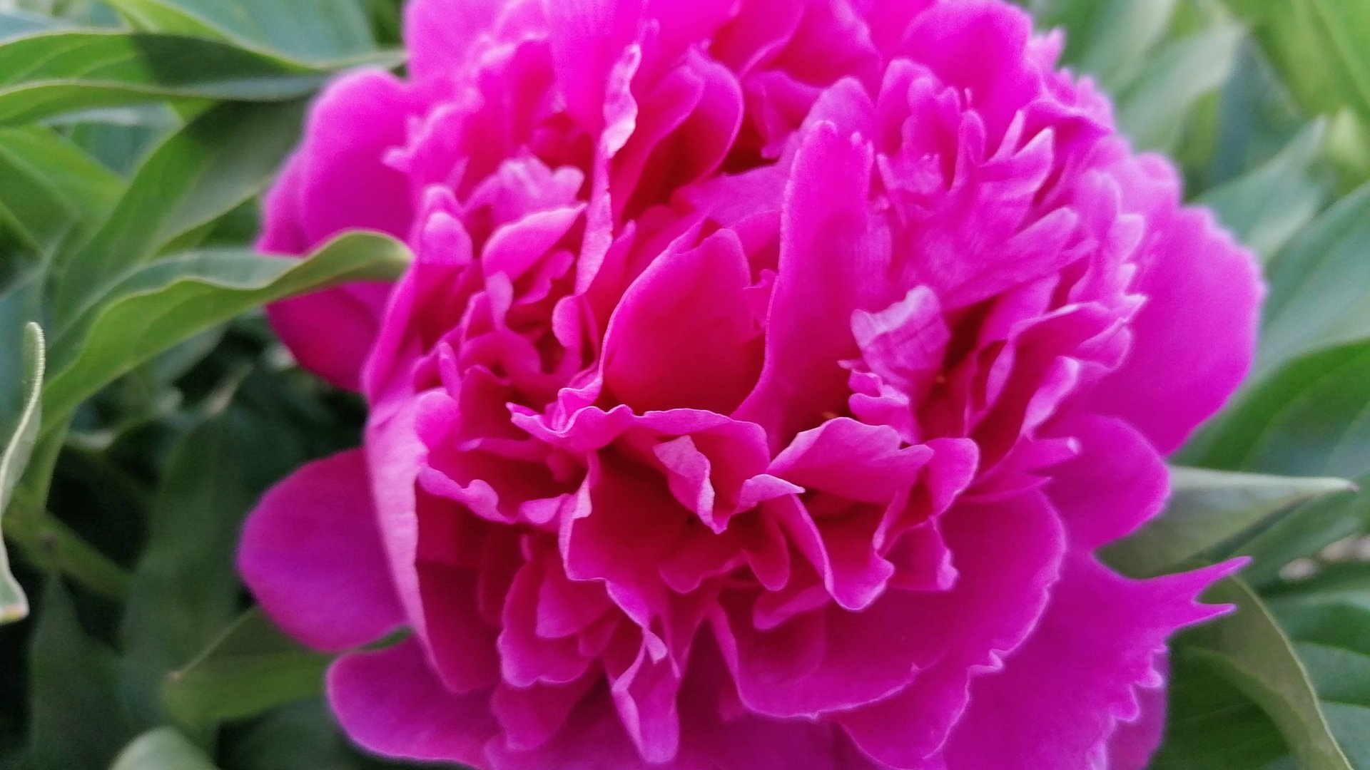 "Пионы весной: Секреты Ухода и Подкормки для Роскошного Цветения!" смотреть онлайн