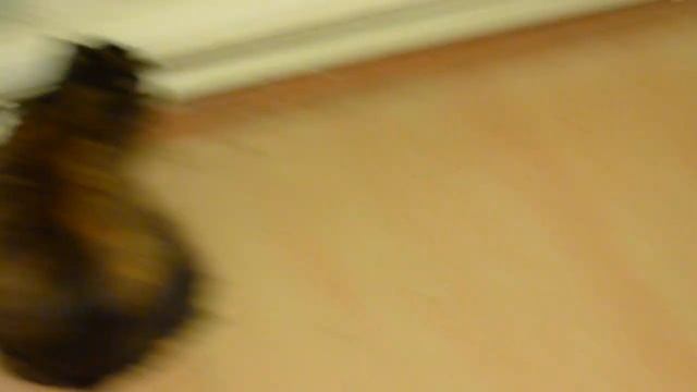 кошка Кнопочка и шпиц Зайка ( целовалки и бесилки ) смотреть онлайн