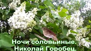 Ночи соловьиные. Николай Горобец.