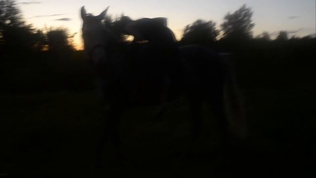 Коты-аристократы (Пела сама) смотреть онлайн