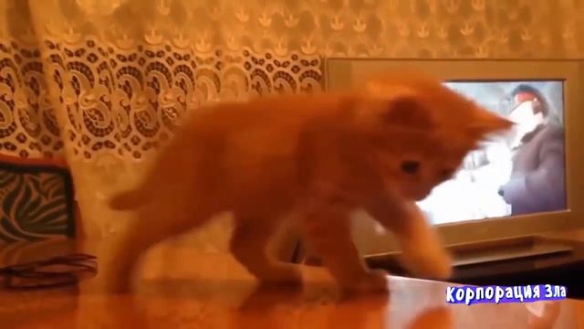 Коропорация зла! Кошки! Смотреть веселые ролики! смотреть онлайн