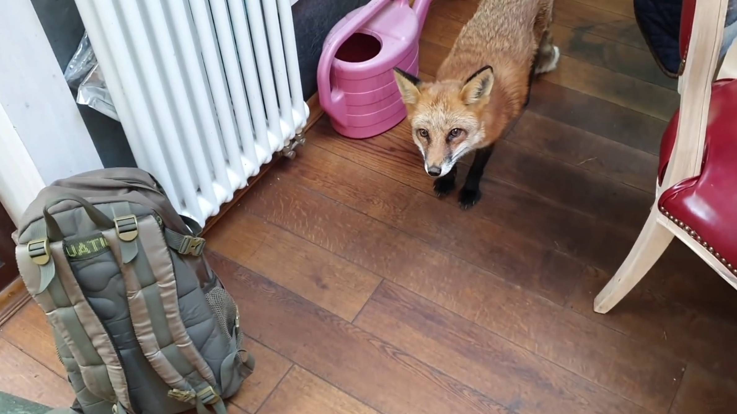 Лиса-Алиса. Как лиса помогла спасти черепаху смотреть онлайн