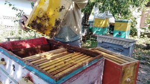 Как подсилить слабый ОТВОДОК пойманным РОЕМ   Пчеловодство для начинающих