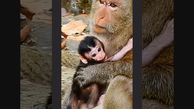 Baby monkey : от первого дня до первого шага 1000005952.mp4 смотреть онлайн