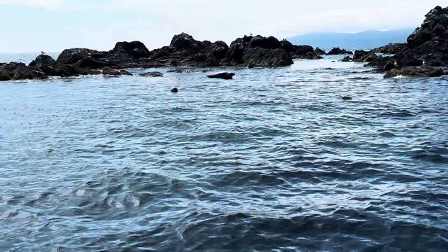 vlog/ Остров Путятина• морские котики, мраморная бухта, смотреть онлайн