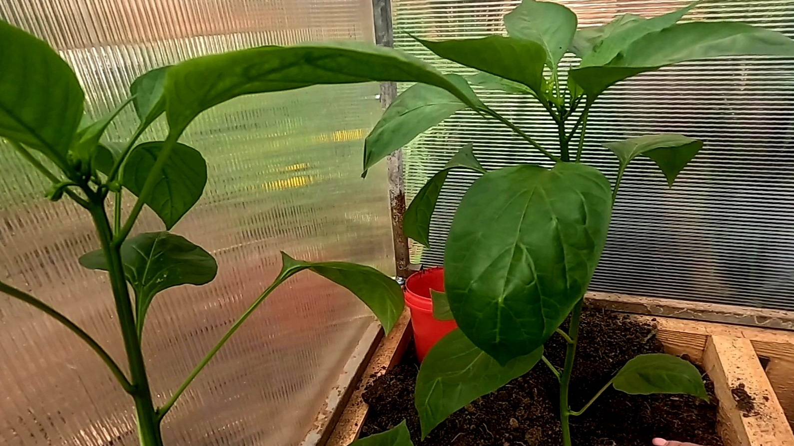 Правильная высадка перцев в теплицу - залог хорошего урожая!! смотреть онлайн