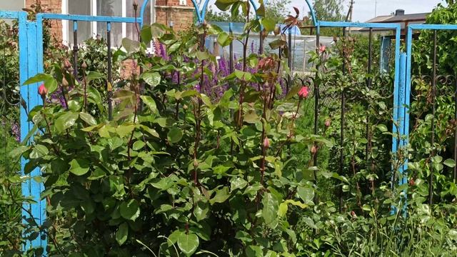 Цветник, который редко показываю. смотреть онлайн