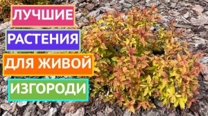 УКРАШАЕМ САД! ЛУЧШИЕ ВАРИАНТЫ ДЛЯ ЖИВОЙ ИЗГОРОДИ!