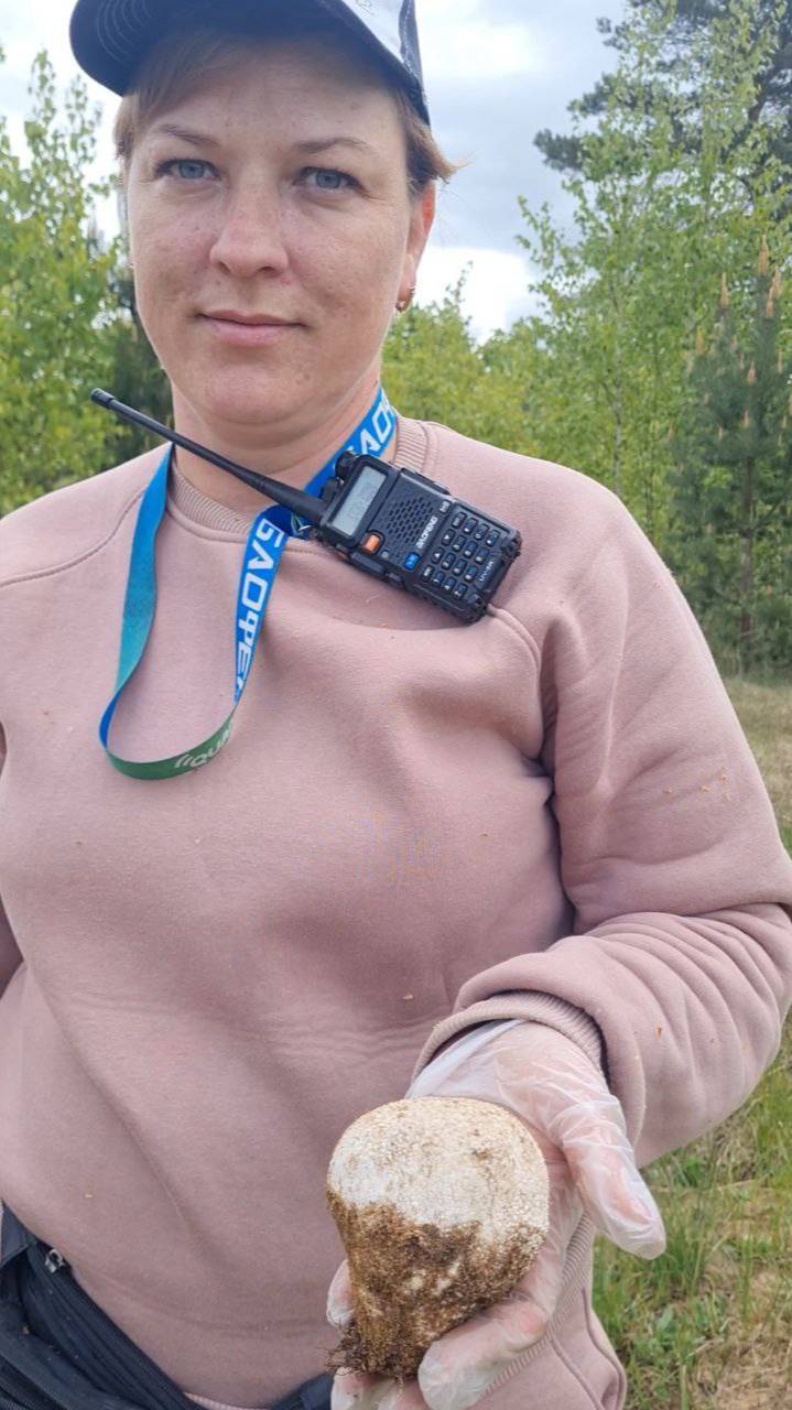 съедобные грибы. ДОЖДЕВИК ( ГОЛОВАЧ ) ПРОДОЛГОВАТЫЙ. Грибной сезон 2025 смотреть онлайн