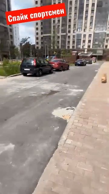 #shorts #собаки #шпиц #приколы