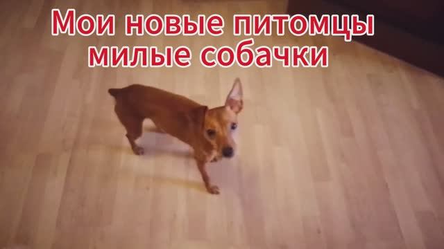 Смешные собачки Маленькой Породы Новые Питомцы смотреть онлайн