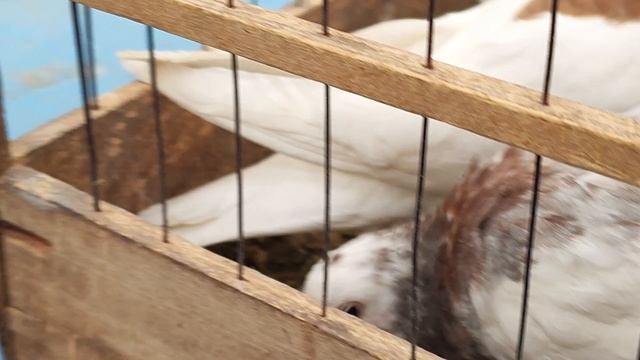 17.05.2025г Садовод Голубиный Рай ч.2 смотреть онлайн