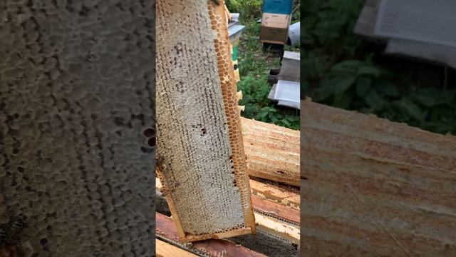 Наша пасека и урожай мёда 2022