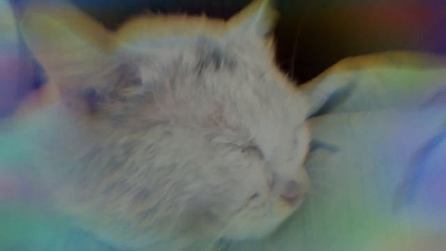 Супер видео кота Снежка!