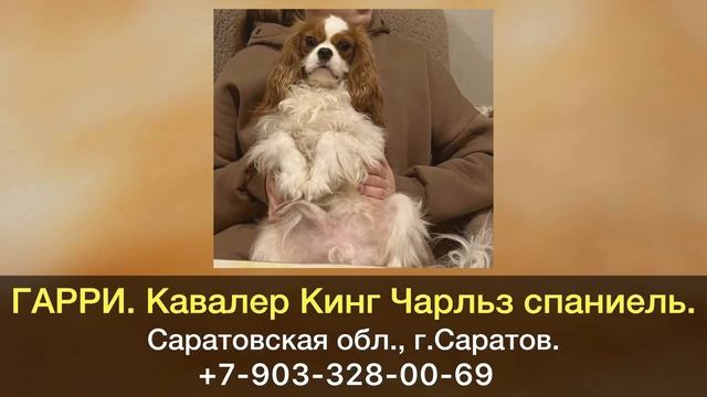 Пропала собака! ГАРРИ. Кавалер Кинг Чарльз спаниель. С? смотреть онлайн