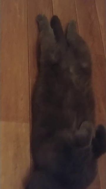 Лиза релаксирует😀 Кошечка с остиохондродисплазией (не лечится) 89122852551 Жанна