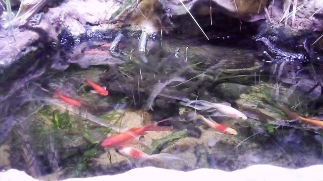 Московский зоопарк. Золотая рыбка.