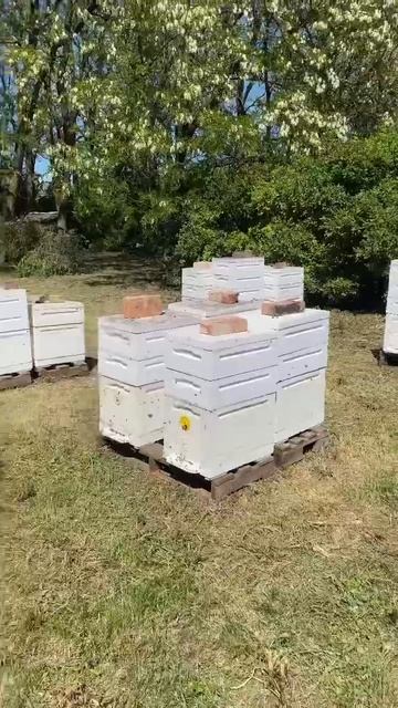 Акация 2024! Сезон открыт!#backfat #bee #выводматок #пчеловодс? смотреть онлайн