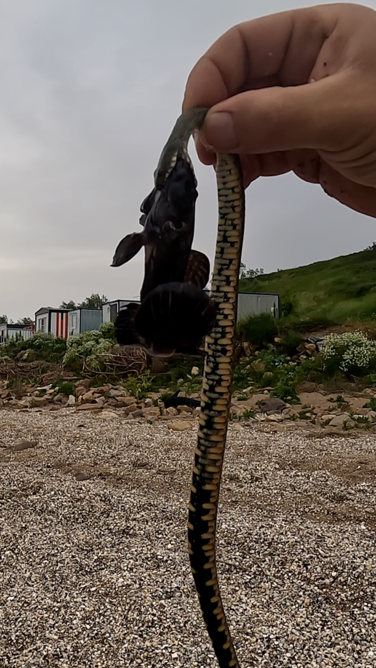 Вместо удилища змеюка! 🎣😳🐍 Ейск. смотреть онлайн