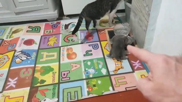 #житиёмоё от 5 11 ДОЖДИ ВНУЧКУ ДОЖДЕВИК И СНОВА ПОКРЫВА? смотреть онлайн