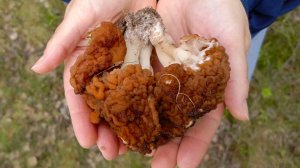 Поход за грибами в Подмосковный лес в мае 2025 года Сморчки и Строчки грибной сезон продолжается!