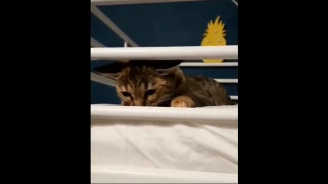 Котики #12 Необыкновенно милые кошки, смешные котики, топ подборка смотреть онлайн