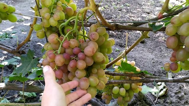 23. Виноград Хамелеон на 5.09.2021 смотреть онлайн