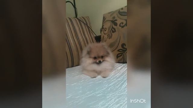 Продажа Девочка Шпиц.