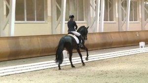 Dafino 2008 презентационный клип 2015 год. Классика выездки
