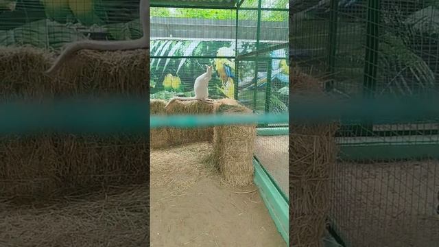 Ейский зоопарк в парке Ивана Поддубного май 2025, контактный мини зоопарк в Ейске в парке Поддубного смотреть онлайн