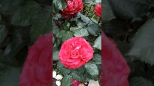 Розы Андриё Жюли, Самаритан,  Брауни, Французское плат?