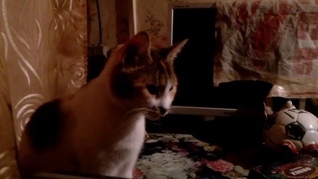 С кошкой Симкой слушаем музыку на даче смотреть онлайн