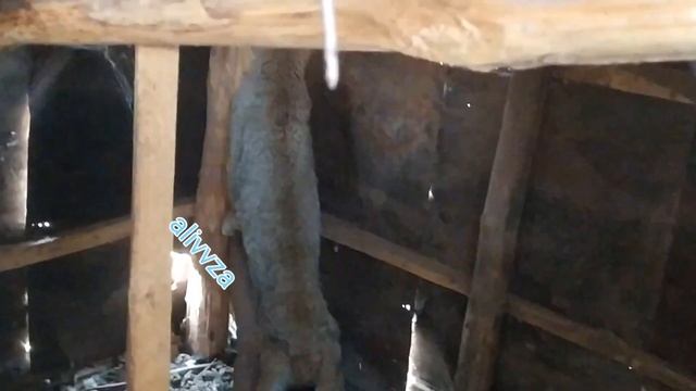 РЫС. Силовсинро капидем, окибаташ ба ХАЙР11 ноября 2020 г.