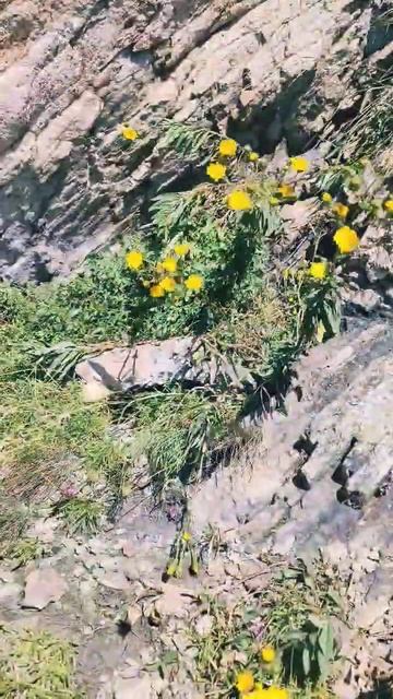 Восхождение на #Бештау #mountain #shortsvideo #travel #epic #горы #восхождение #путешествияпороссии смотреть онлайн