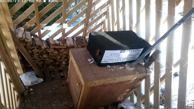 Зимняя жизнь дачных котов (Live)