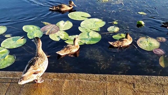 Утка с утятами-подростками. Калининград. 19.07.2024 смотреть онлайн