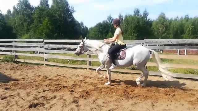 Темп рысь под седлом 2