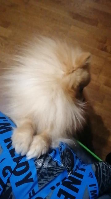 Шпиц хочет поиграть))