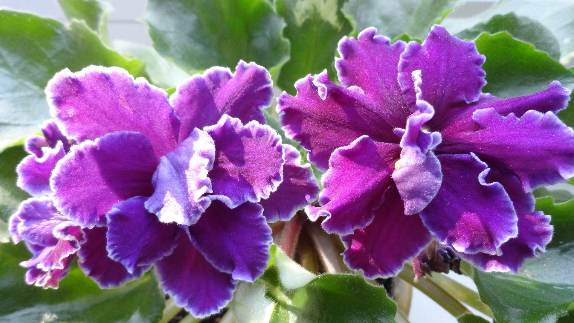 Фиалка ЛЕ - Мачо смотреть онлайн